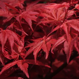 Acer palmatum Shaina 3L