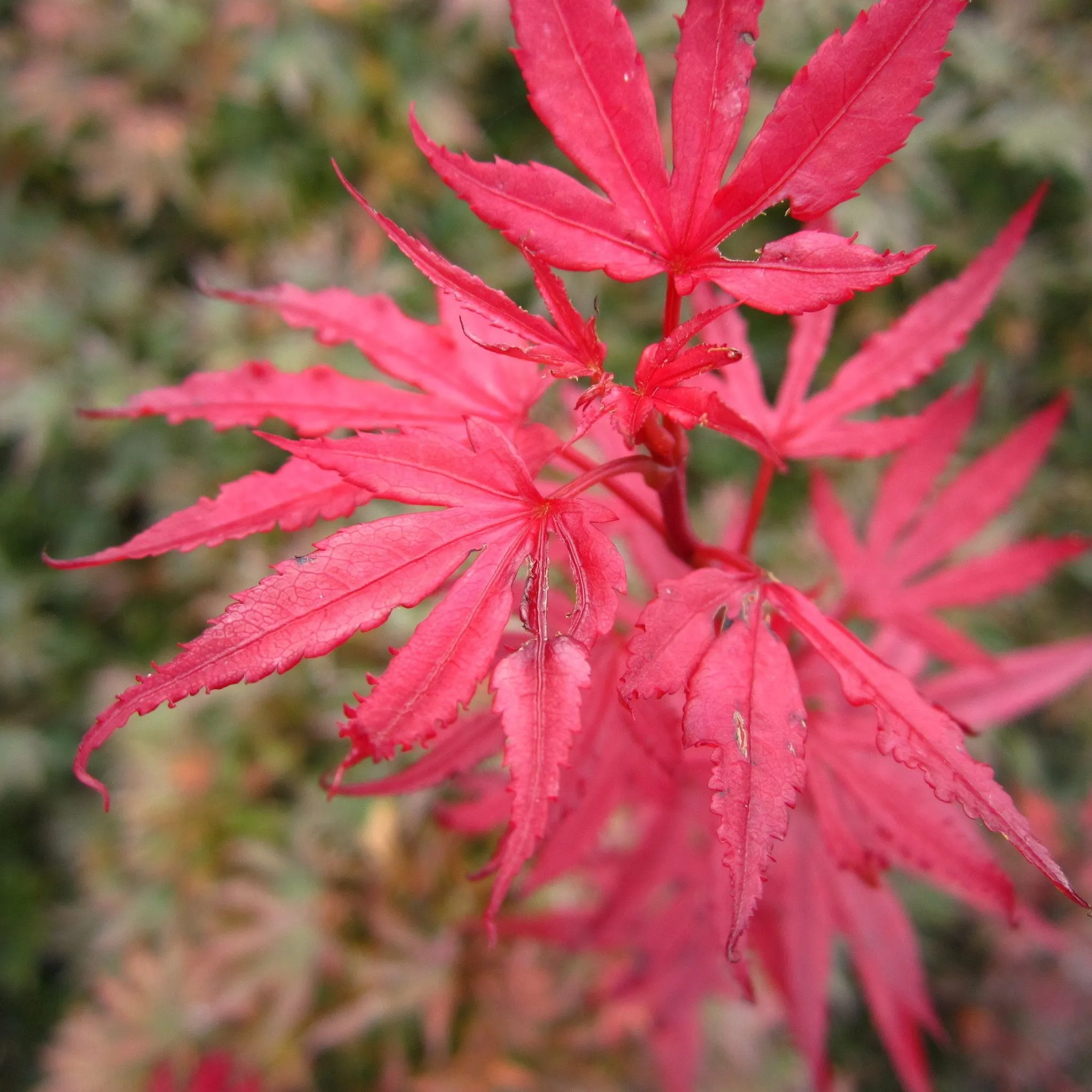 Acer palmatum Shaina 3L