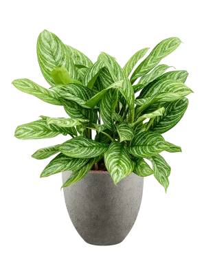 Aglaonema 'Stripes' in Grigio Office Plant With Pot 94cm Height 33cm Dia