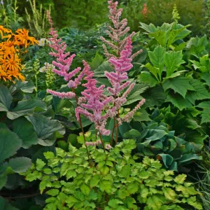 Astilbe 'Amber Moon' PP26028