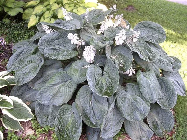 Blueberry Waffles Hosta