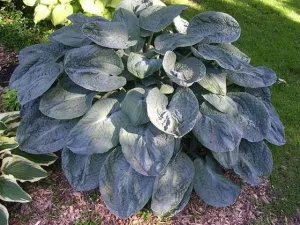 Blueberry Waffles Hosta