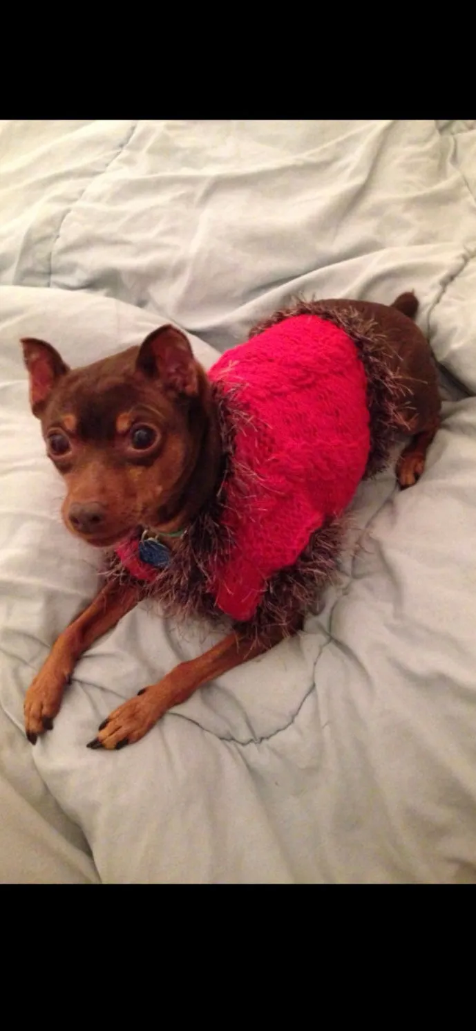 Hand Knit Dog Sweaters