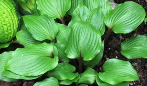 One Man's Treasure Hosta