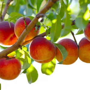 Red Gold Nectarine Tree