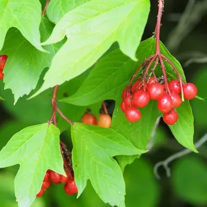 Wentworth Cranberry Bush